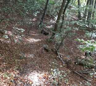 Premiumwanderweg hochgehkeltert