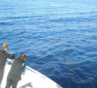 Tauchplatz Marsa Mubarak