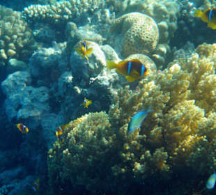 Hotel Lahami Bay Hausriff