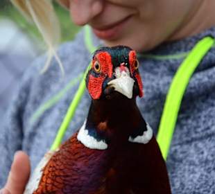 Eurostruś - bażant