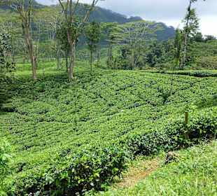 Teeplantagen soweit das Auge reicht
