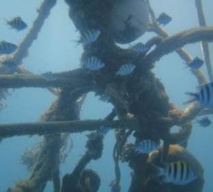 Schnorchelspaß direkt am Hotel