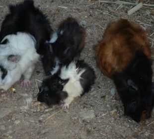Meerschweinchen