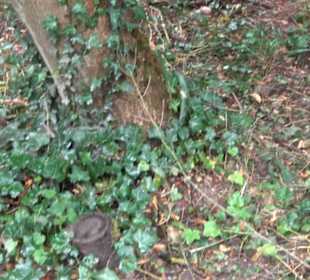 FriedWald Schönbuch