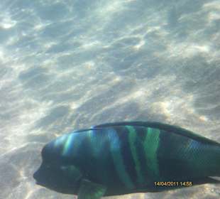 Hausriff vor Strand Ghazala Gardens