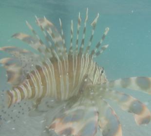 Feuerfisch