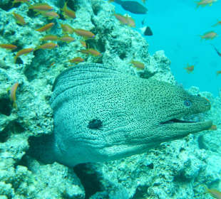 Muräne beim Ausflug zu den 4 Inseln