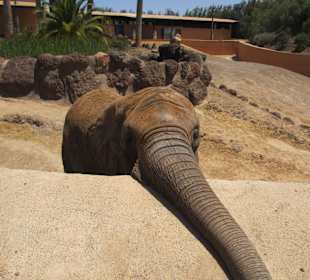 Elefante
