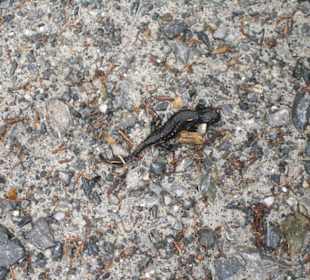 Eidechse am Wegesrand 