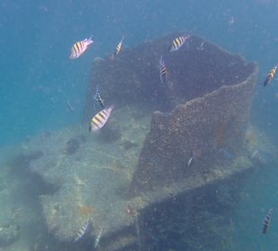 Unterwasserwelt Musandam