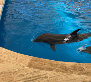 Delfinarium Aqualand Antalya