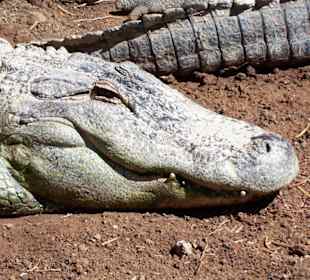 Aligator