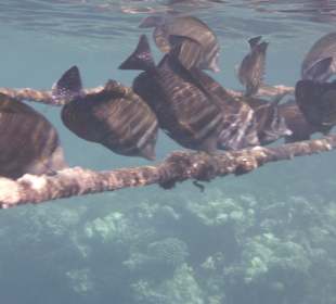 Beim Schnorcheln gesehen