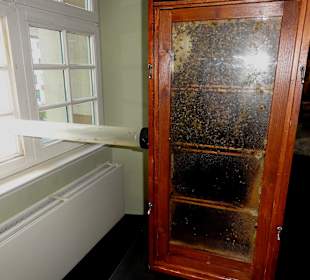 Bienenstock im Ottoneum