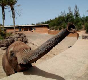 Oasis Park - Fuerteventura