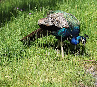 Freilichtmuseum Skansen