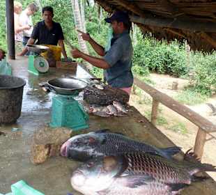 Er füttert die Monster mit Fischabfällen