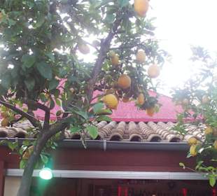 Lemon Garden