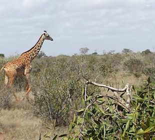 Vom Jeep aus fotografiert