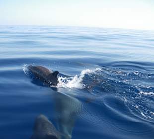 Delfine beim Ausflug mit dem Speedboot