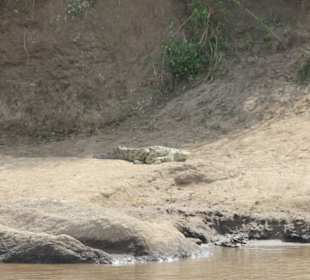 Ein Flusskrokodil auf der Lauer!