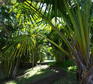 Der Palmengarten von Mascarin