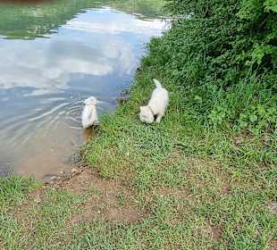 Für Hunde ein Traum