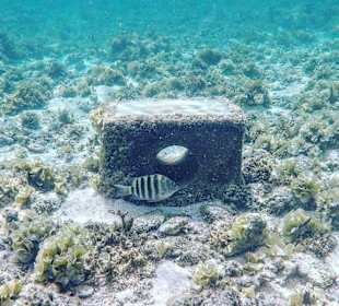 Schnorcheln Roches Noires