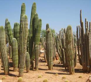 Kakteenwald
