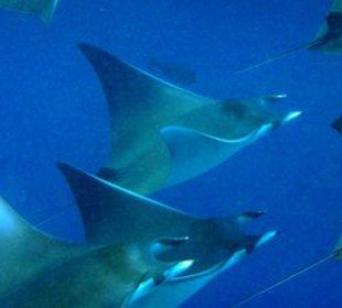 Hausriff Filitheyo Island