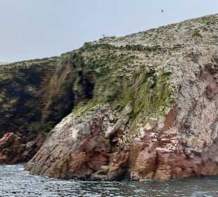 Ausflug Ballestas Inseln
