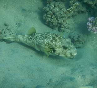 Weißfleckkugelfisch