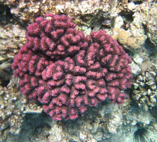 Riff bei der Insel Giftun