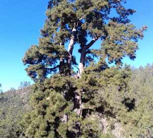 Teide Nationalpark in Las Canadas del Teide
