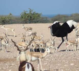 Und alle vertragen sich