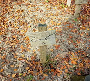 Aktionsstand Sprunggrube zum Selbstversuchen