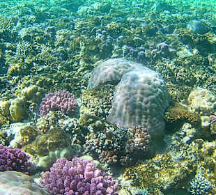 Schnorcheln Hurghada