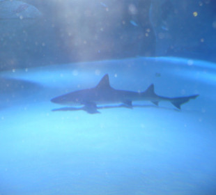 Röhren Aquarium Antalya 