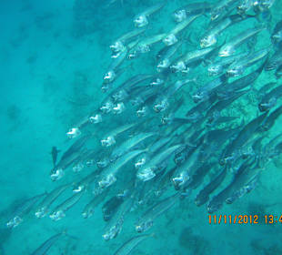 Schwimmen mit dem Fischschwarm