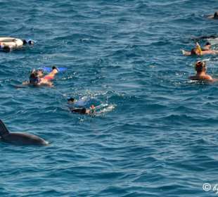 Schwimmen mit Delphinen