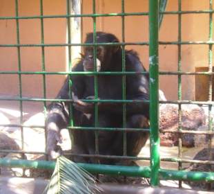 Schimpanse