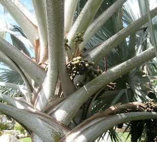 Bananenbaum