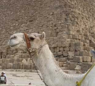 Reitkamel wartet auf Kunden