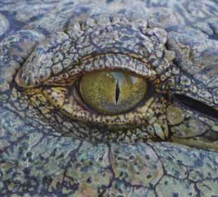 Crocoparc
