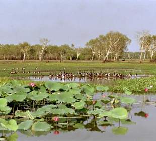 Kakadu Nt. Park