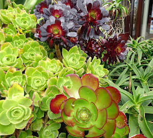 Minack Open Air Theatre