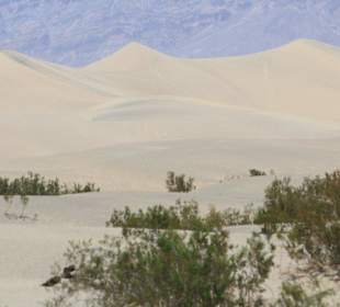 Mesquite Sand Dunes