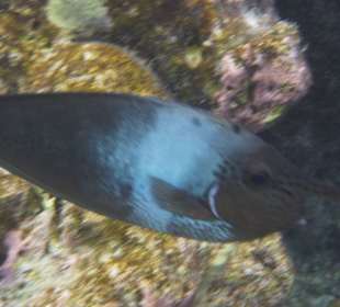 Kurznasendoktorfisch