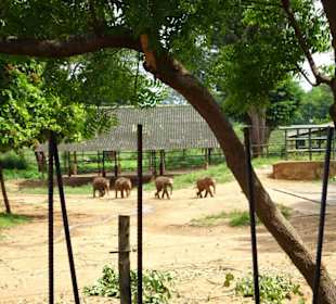 Elefantenreiten Sigiriya