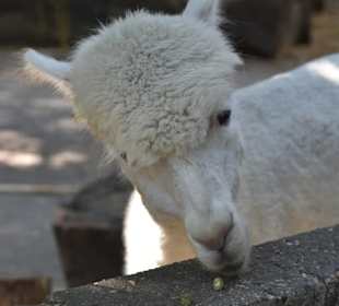 Tierpark Hamm 